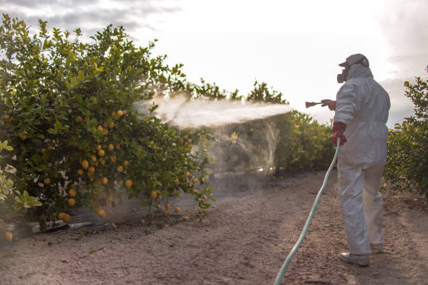 Best Flea Control Services  in Las Vegas, NM
