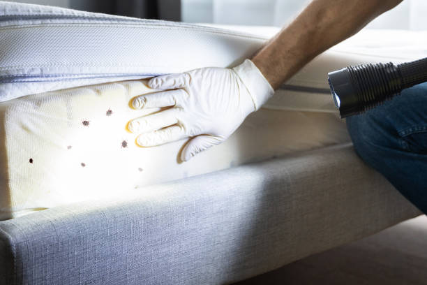 Best Wasp Removal Services  in Las Vegas, NM