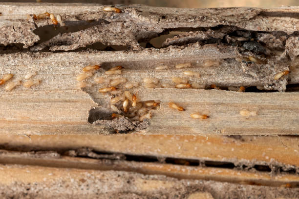 Trusted Las Vegas, NM Pest Control Experts