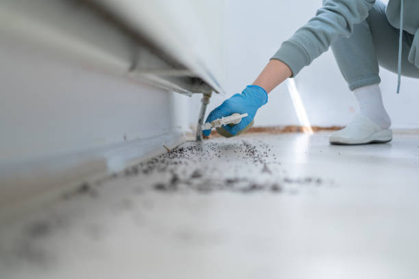 Best Local Pest Control Services  in Las Vegas, NM